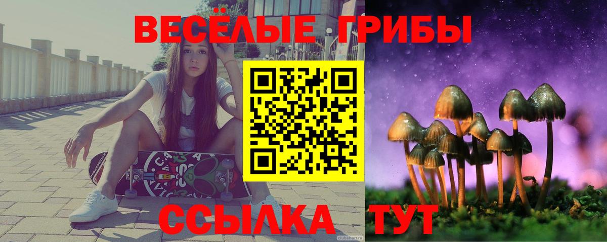 Псилоцибиновые грибы Psilocybine cubensis  Назрань 